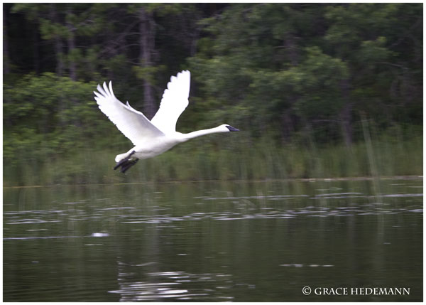 Whispering Swan
