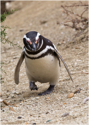 Magellanic Penguin